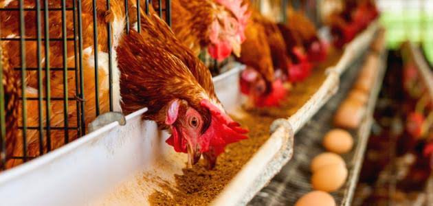 خاص| «الشعبة»: زيادة مرتقبة بأسعار الإعلاف و الدواجن خاص| «الشعبة»: زيادة مرتقبة بأسعار الإعلاف و الدواجن