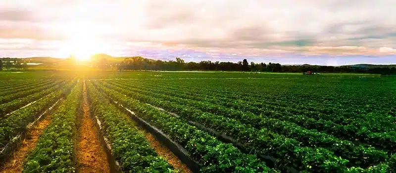 سعر إيجار فدان الأرض الزراعية 2024 سعر إيجار فدان الأرض الزراعية 2024