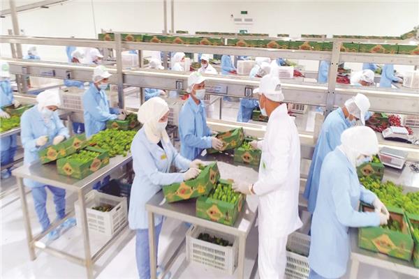 تيسيرات جديدة لدعم تصدير المنتجات الزراعية إلى الأسواق الأوروبية