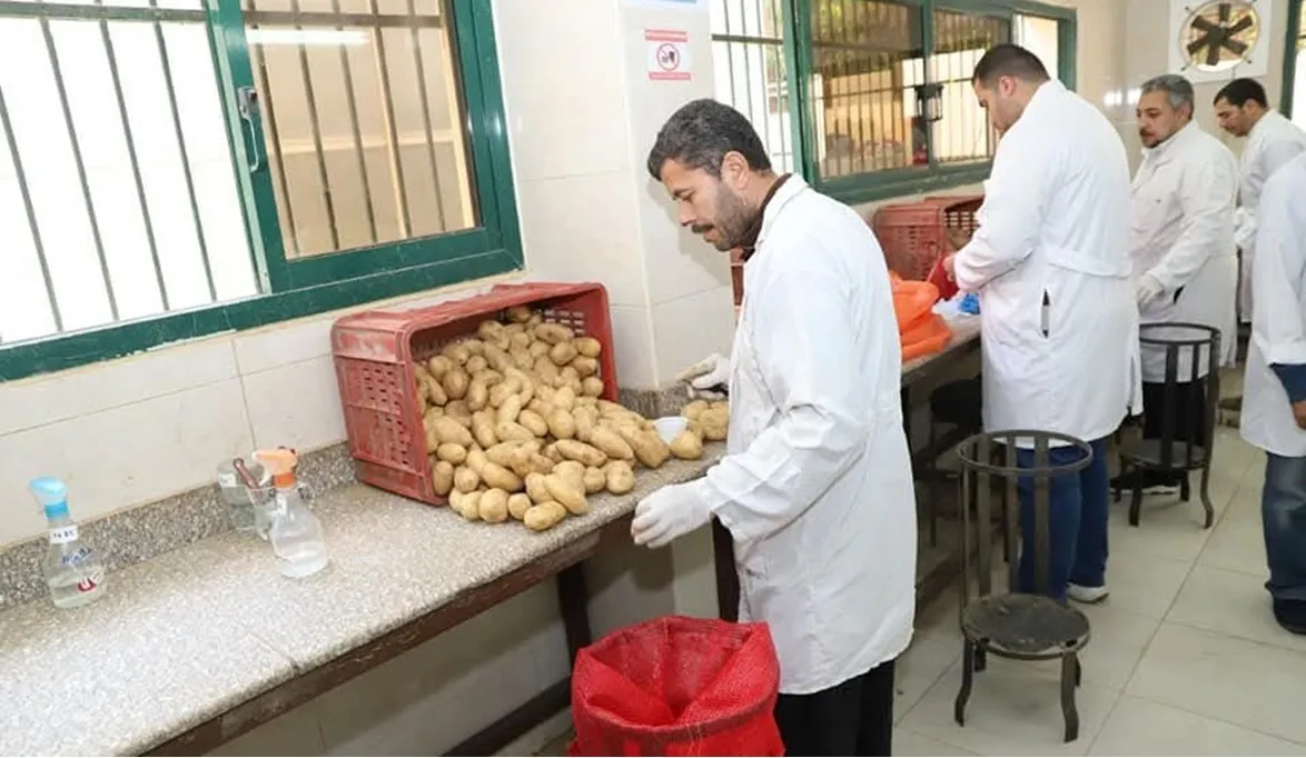 “الزراعة” 566 ألف فدان خالية من العفن و40 ألف فدان لري محاصيل البطاطس