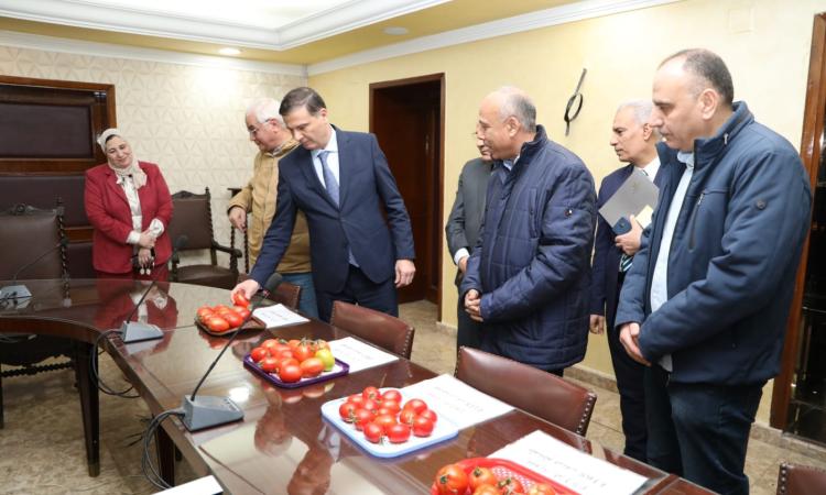 استنباط 8 أصناف جديدة من الطماطم.. هل نحقق الاكتفاء الذاتي؟