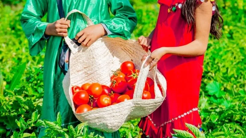 السبت .. “افرولاند للتنمية المستدامة” تطلق مهرجان الطماطم بالأقصر