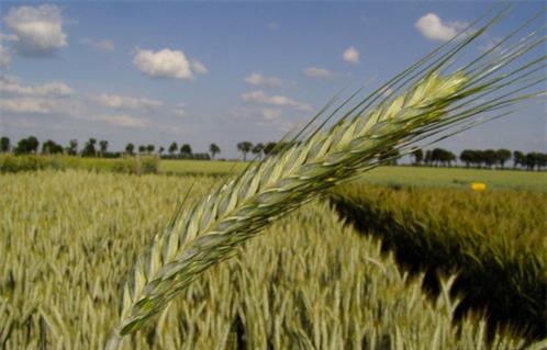 قرار جديد من «الري» خاص بالأراضي المزروعة بالقمح « مستند»