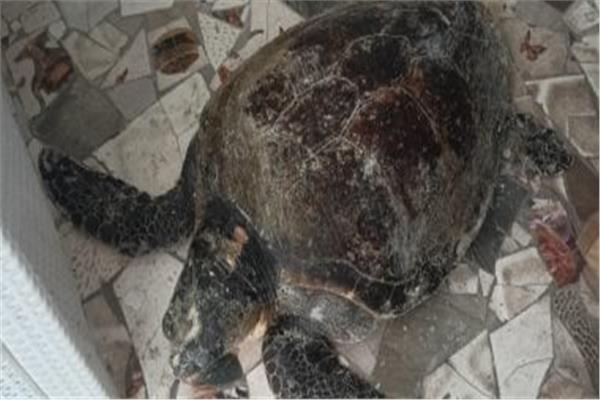 “البيئة” تنقذ سلحفاة بحرية نادرة على شاطئ النخيل بالإسكندرية “البيئة” تنقذ سلحفاة بحرية نادرة على شاطئ النخيل بالإسكندرية