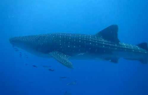 وزيرة البيئة: القرش الحوتي بمنطقة اللاجونا بدهب لا يُشكل خطرًا على الإنسان