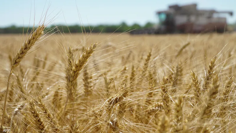 مصر تقترب من اكتمال حصاد القمح بإنتاج قياسي يصل إلى 10 ملايين طن