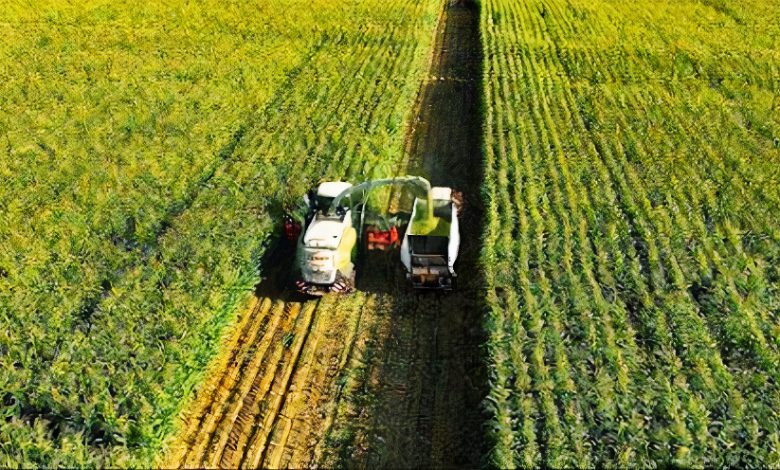 مصر تقترب من اكتمال حصاد القمح بإنتاج قياسي يصل إلى 10 ملايين طن