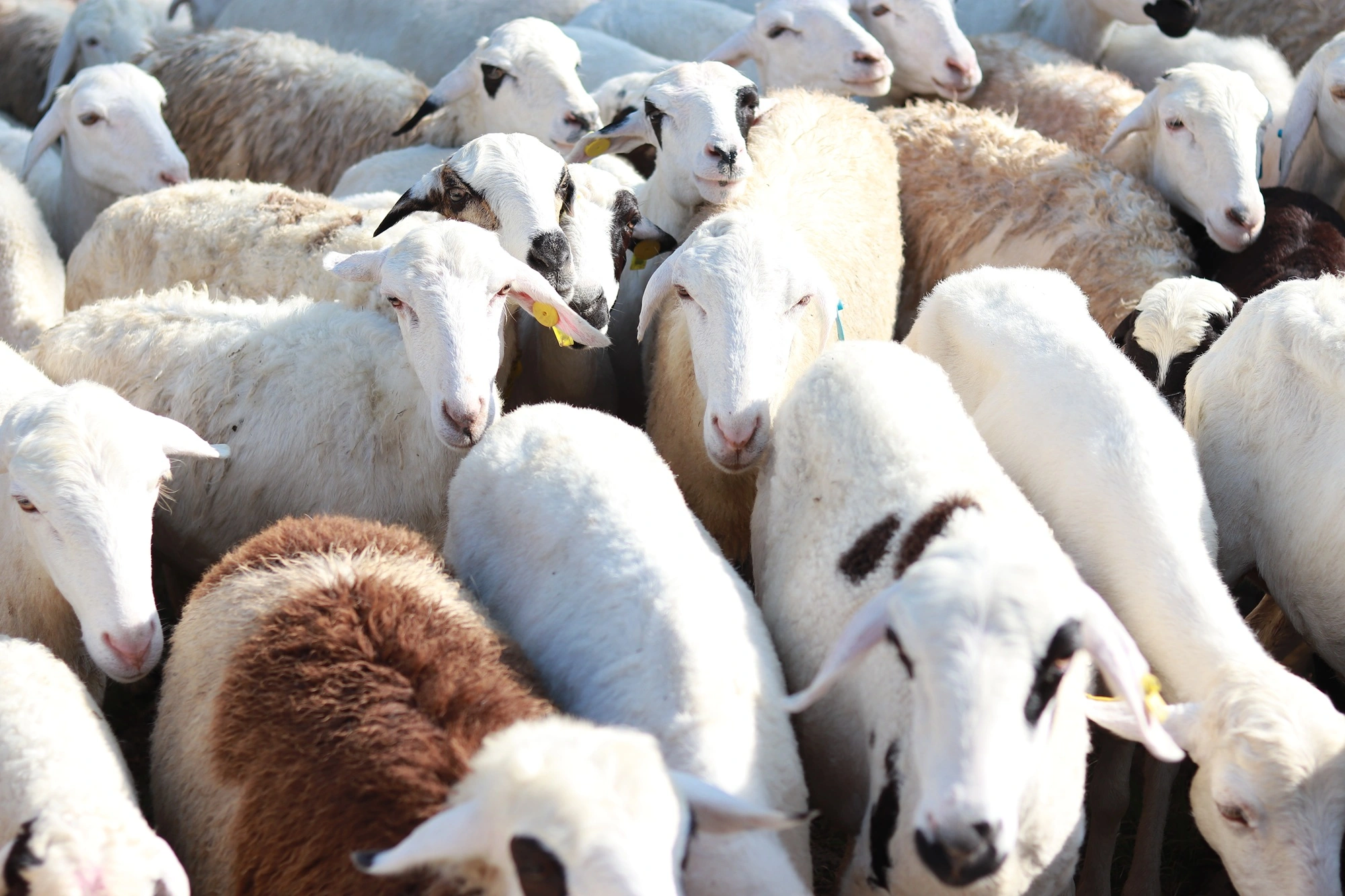 تعرف على الأضحية التي لا تُقبل شرعًا