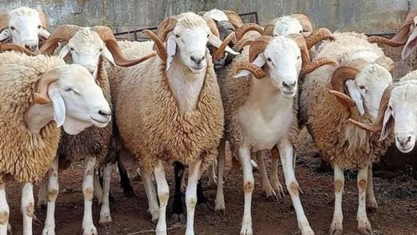 احذر من شراء خروف العيد