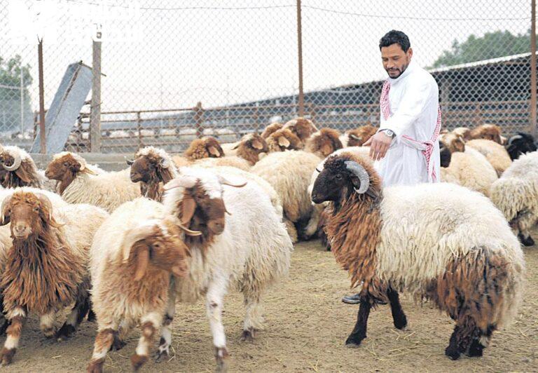 احذر من شراء خروف العيد، خراف مريضة تُباع بأسعار خيالية