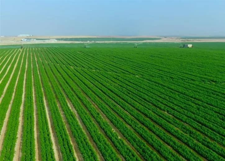 أسعار إيجار فدان الأرض الزراعية في مصر 2025