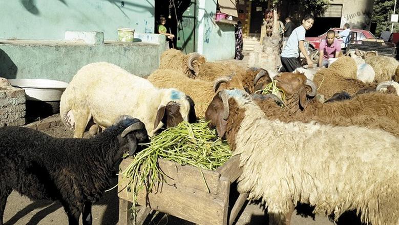 أسعار الخروف اليوم الأربعاء 4-6-2025 في الأسواق المصرية