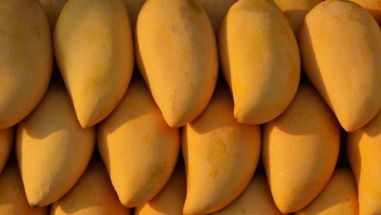 ارتفاع غير مسبوق.. أسعار المانجو اليوم الإثنين في الأسواق المصرية 
