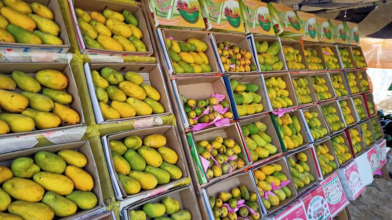 أسعار المانجو اليوم