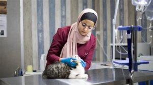 تنسيق كلية الطب البيطري 2025