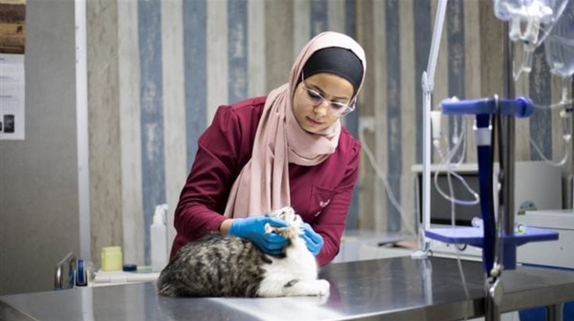 كلية الطب البيطري 2025.. تنسيق الكليات وأبرز الجامعات المتاحة لطلاب الشعبة العلمية