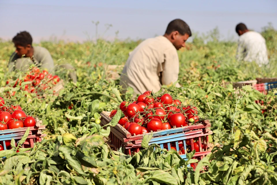 انخفاض بالطماطم..تعرف على أسعار الخضار في سوق العبور اليوم